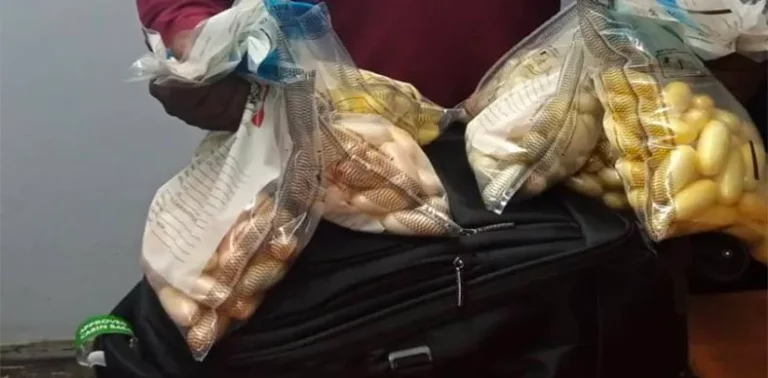 NDLEA Intercepts Cocaine, Skunk Consignments From Brazil, Canada