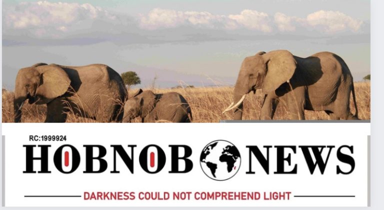Forestry Officials React As Elephants From Cameroon Invade Nigeria Farmlands