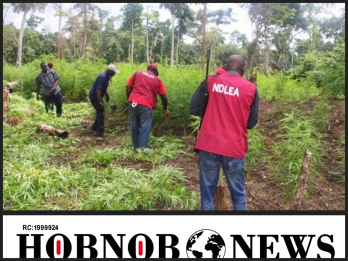 NDLEA Ranks Osun State Second In Indian Hemp Cultivation In South-West