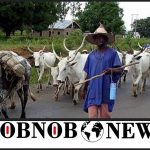 Fulani Group Says They Lost 350 Members, 834 Cattle In 3 Months To Plateau Killings