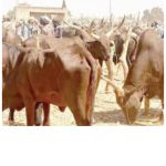 Ohanaeze Youth Council Rejects Proposed Ministry of Livestock, Warns of Tribal War