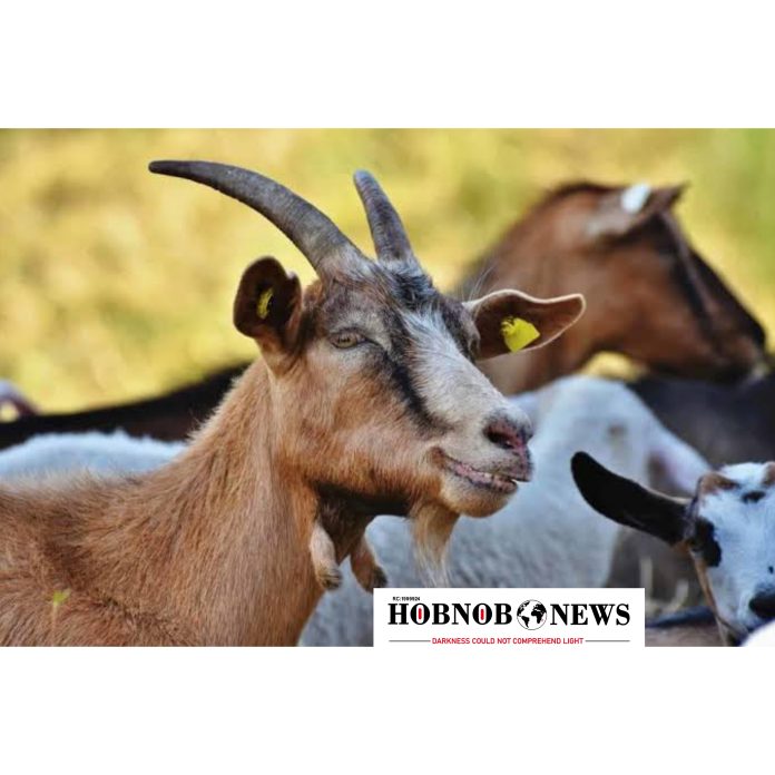 Trader Jailed for Stealing Goat in Jos