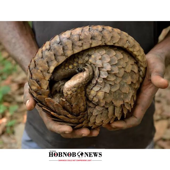 Nigerian Authorities Seize 2 Metric Tons of Pangolin Scales, Arrest Suspect in Latest Wildlife Trafficking Bust