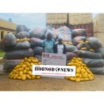 NDLEA Intercepts Cocaine, Skunk, Codeine in Midnight Raids Across Nigeria