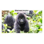 Nigeria Collaborates with Turkey to Secure Return of Smuggled Baby Gorilla