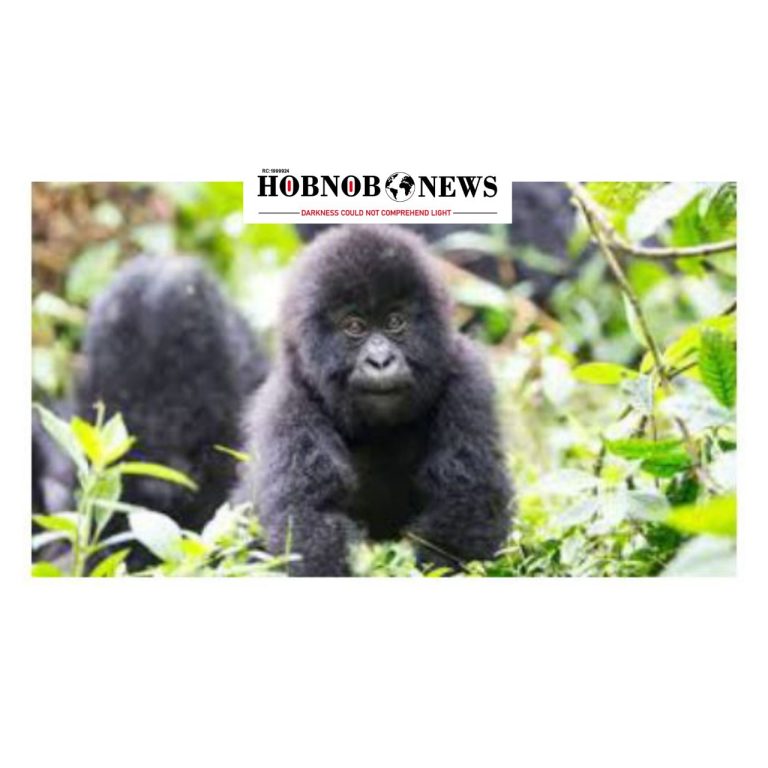 Nigeria Collaborates with Turkey to Secure Return of Smuggled Baby Gorilla