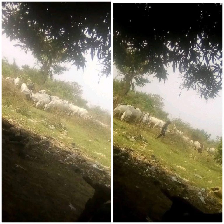 Farmers in Agatu Cry Out Over Destruction of Farmlands by Fulani Herdsmen