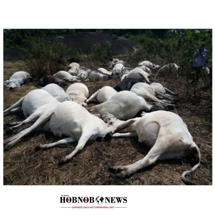 Plateau Government Launches Investigation into Alleged Poisoning of 36 Cows