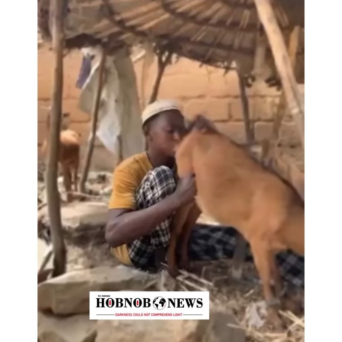 Kano Hisbah Arrests Man for Licking Goat's Genital in Viral Video