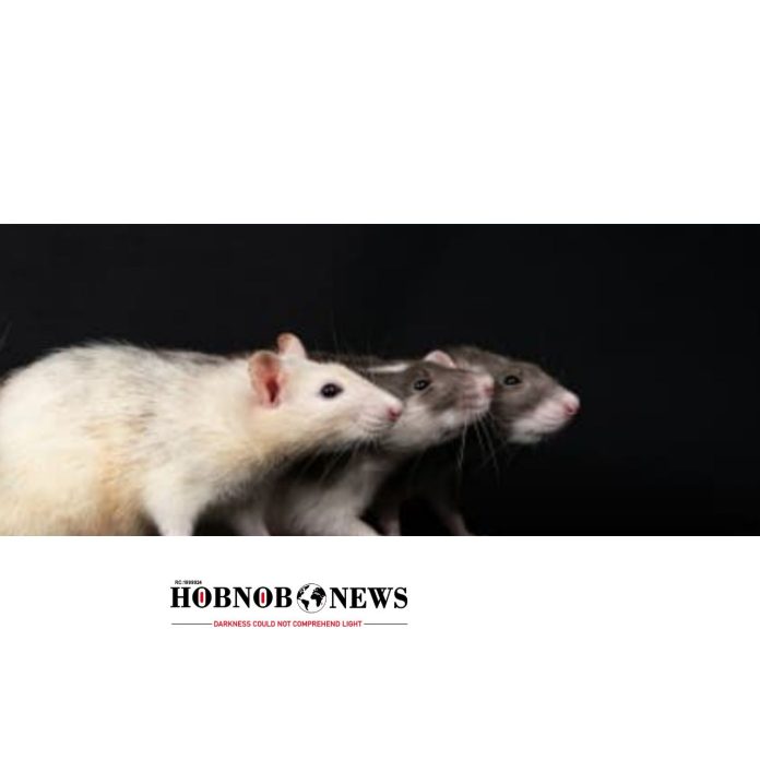 Rat Infestation Causes Disruptions at UK Nuclear Plant Construction Site