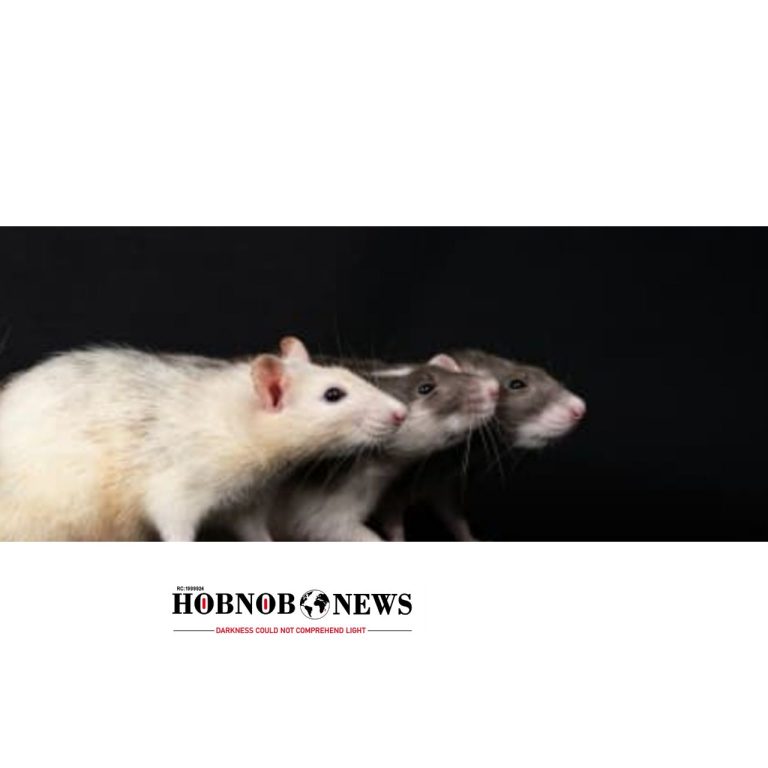 Rat Infestation Causes Disruptions at UK Nuclear Plant Construction Site