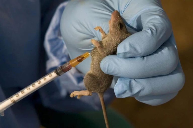 Lassa Fever Death Toll Rises to 127 as NCDC Confirms 674 Cases Across 18 States