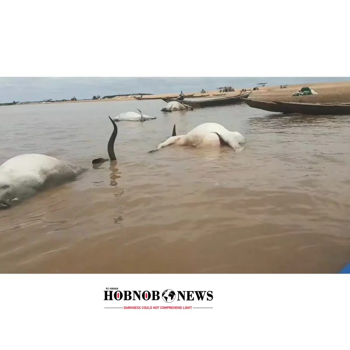 Panic as Over 100 Cattle Die Crossing River Benue in Mass Movement by Fulani Herders