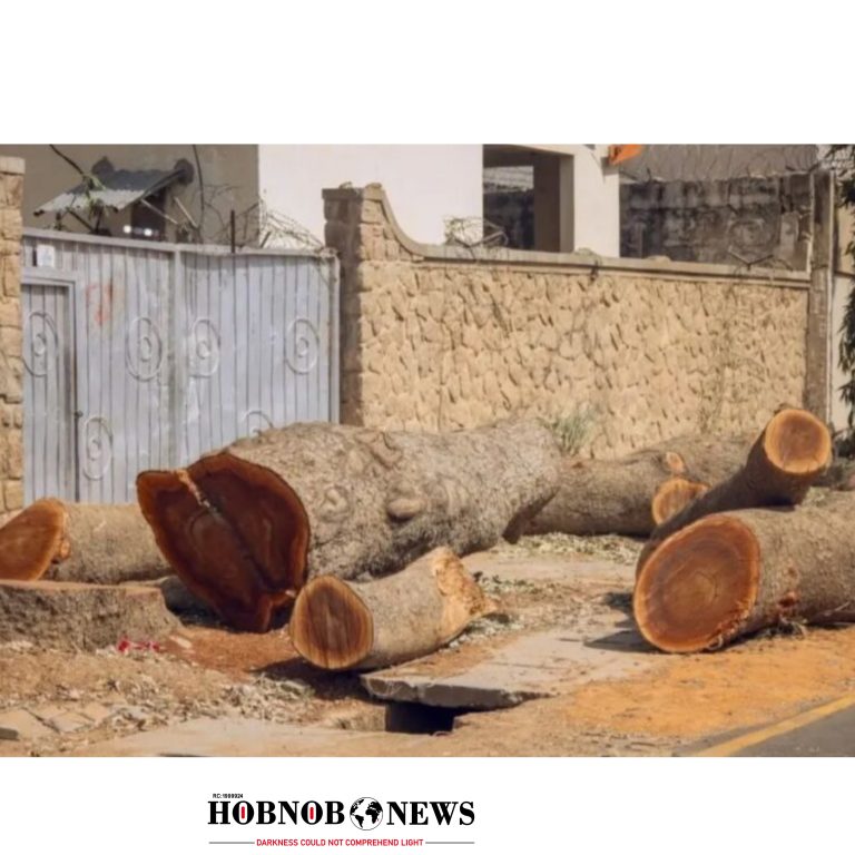 Kano Court Jails Two for Illegal Tree Felling and Environmental Offences