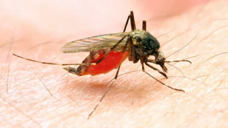Malaria Claims 9 Lives Hourly in Nigeria — SFH to Distribute 7.7 Million Treated Nets