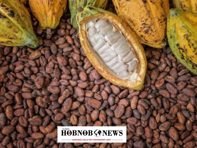 Cocoa Overtakes Crude Oil in Nigeria’s Exports to Belgium