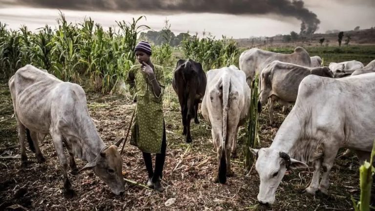 Igbo Group Calls for Anti-Open Grazing Laws, Community Vigilantes to Curb Herdsmen Attacks in Southeast