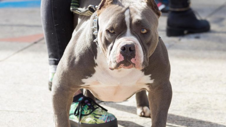 Pit Bull Shot Dead After Woman Orders Attack on Neighbor in North Carolina