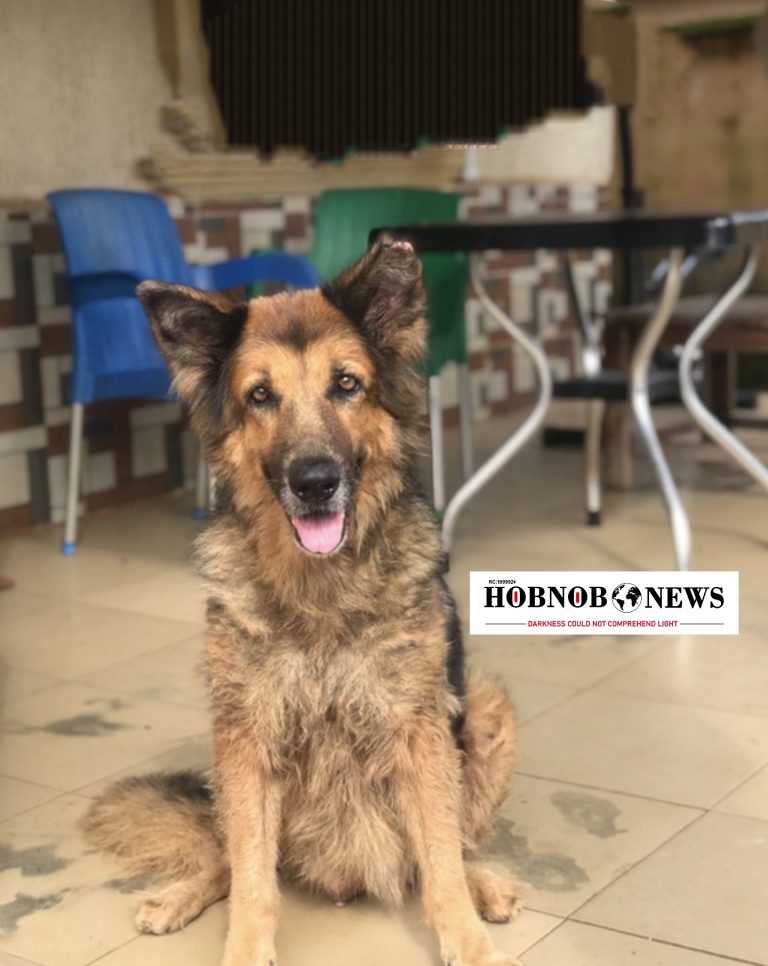 Nigeria’s Oldest German Shepherd, Mayoress, Dies at 13
