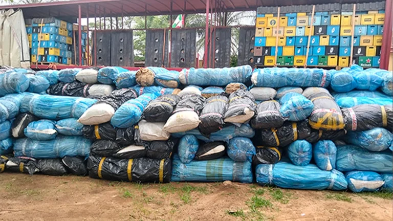 NDLEA Seizes 7.2 Tonnes of Cannabis, Arrests Five Suspects in Edo